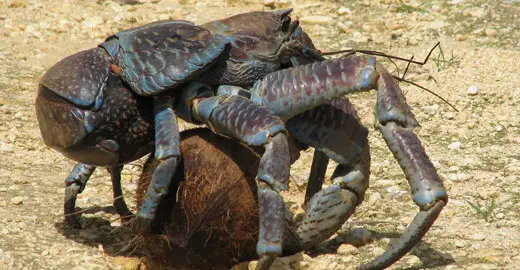 Image result for COCONUT CRAB